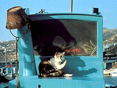 Gatti (173)